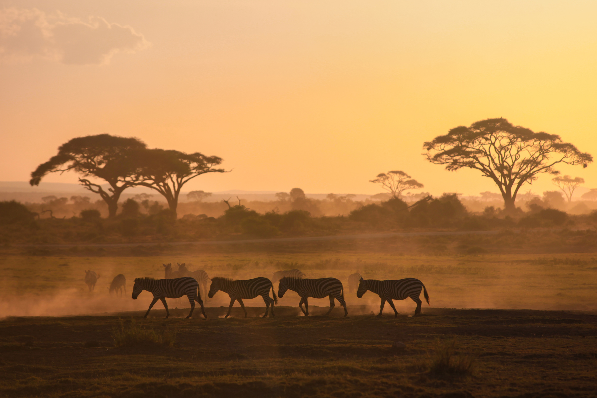 Kenya Africa Safari