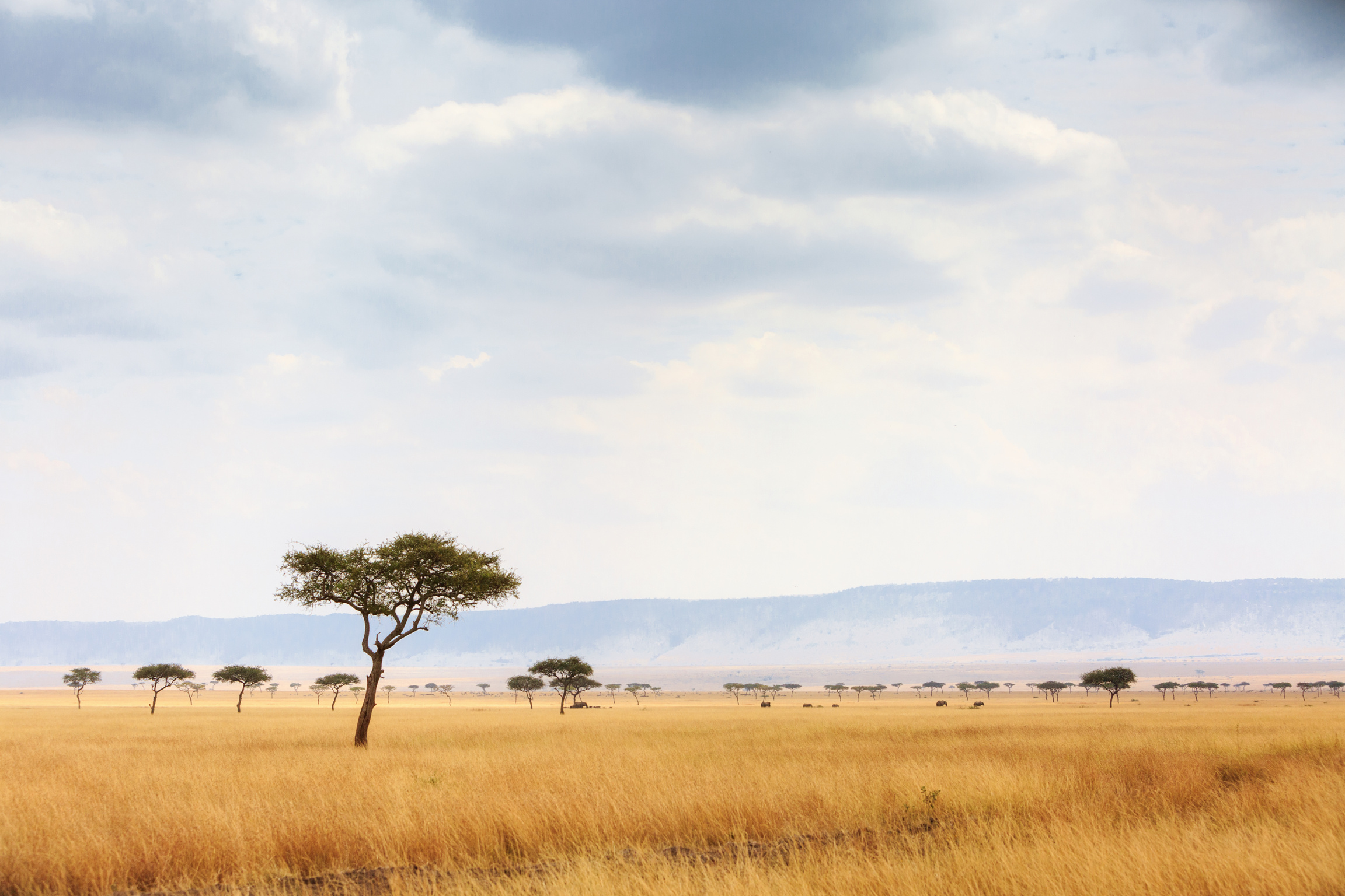 Kenya Open Field with Elephants  